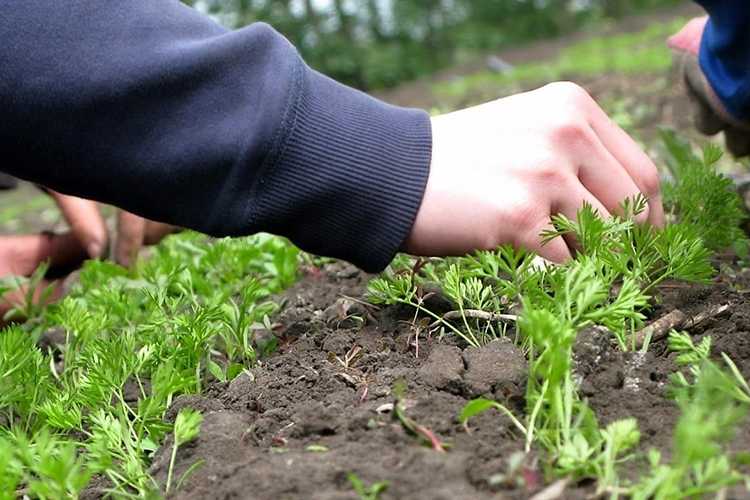 Как вырастить хорошую и здоровую морковь: советы по уходу от посева до урожая