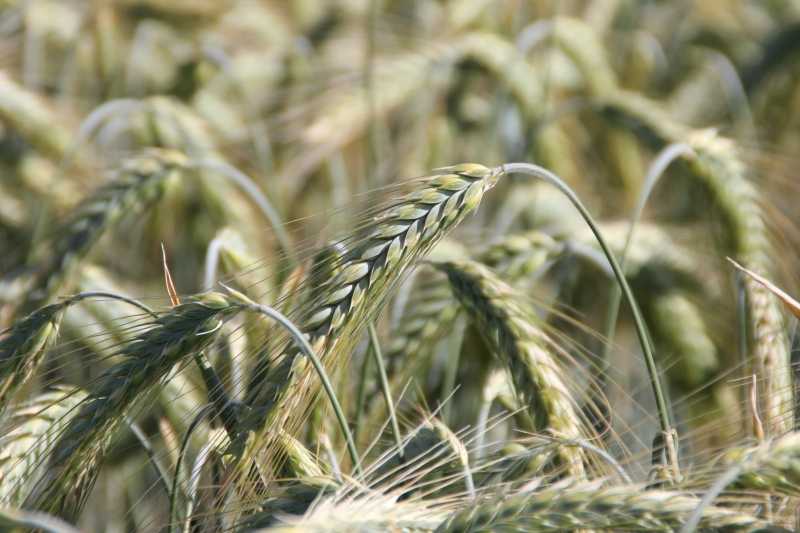 Отличия пшеницы и ржи, разница по внешнему виду и колосьям и составу
