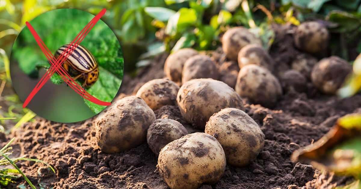 10 мощных средств от колорадского жука на картошке
