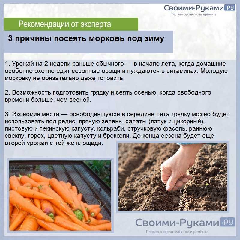 Как выращивать морковь в открытом грунте