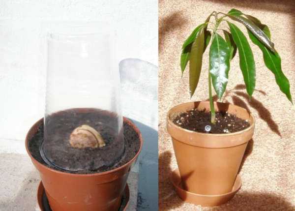 Выращиваем экзотический манго из косточки в домашних условиях