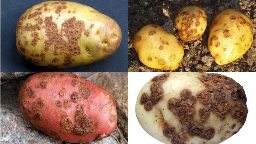 Железистая пятнистость картофеля: фото клубней и меры борьбы, черные, красные, фиолетовые и темные пятна внутри под кожурой и снаружи, что это за болезнь