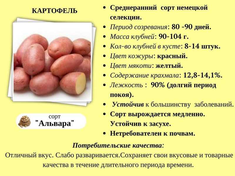 Картофель удача: описание сорта, особенности выращивание и ухода, отзывы