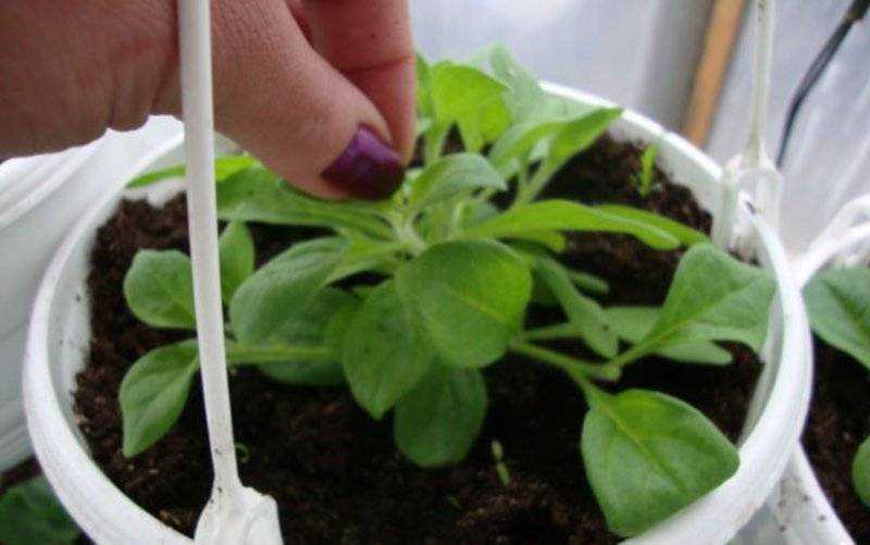 Секреты формирования петунии: все ли растения нужно прищипывать и как это сделать?