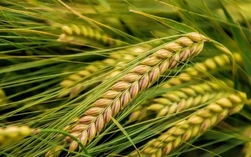 Тритикале — гибрид пшеницы и ржи, чем отличается от обычной пшеницы