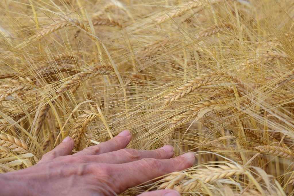 Как и когда производить уборку урожая озимой пшеницы?