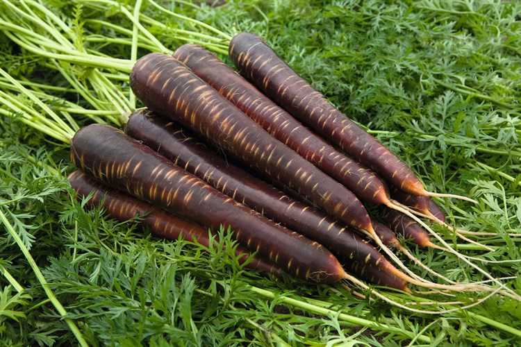 Знакомьтесь: морковь с необычной окраской