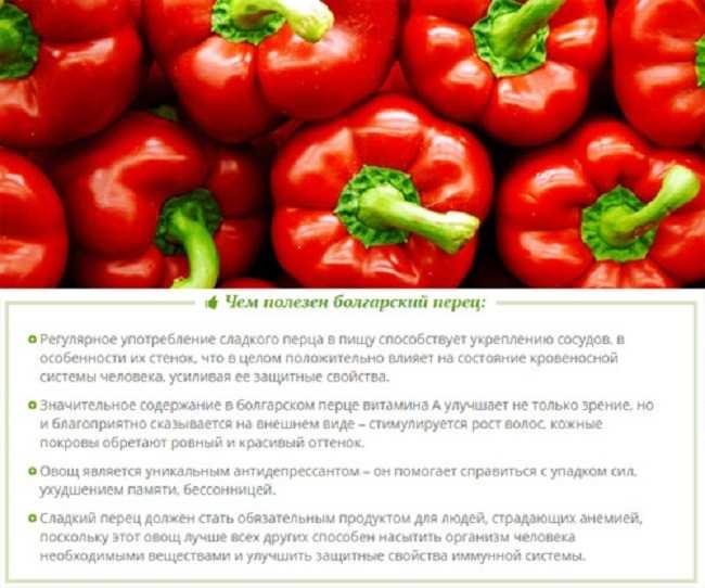Болгарский перец: польза и вред для организма мужчин и женщин, лечебные свойства, норма потребления, калорийность