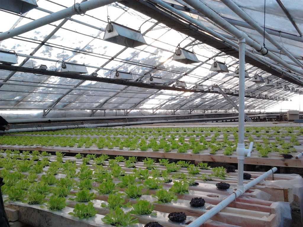 Выращивание петрушки в теплице: как ухаживать и сколько растет, урожайность