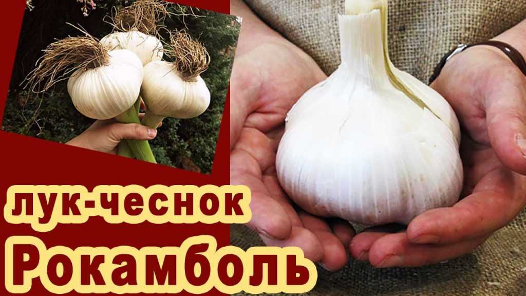 Как вырастить гигантский лук-чеснок: что любит лук причесночный, или рокамболь на supersadovnik.ru