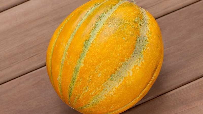 Сорта дыни с оранжевой мякотью: характеристика и описание