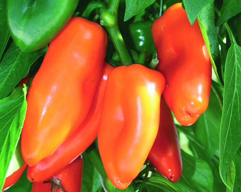 Перец воловье ухо: отзывы садоводов о болгарском перце, фото, описание сладкого сорта, выращивание, видео