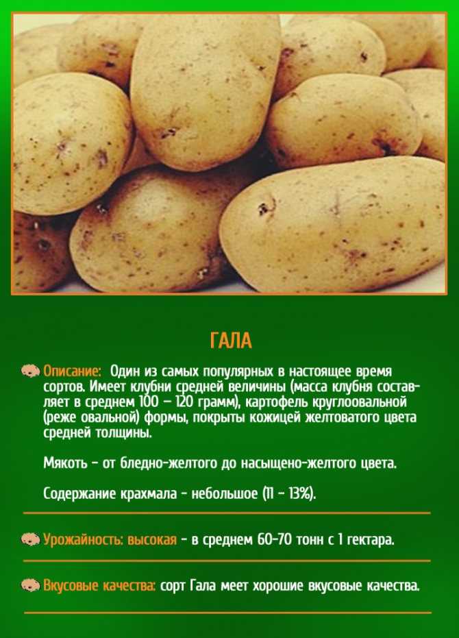 Брянский картофель деликатес: характеристика урожайности и отзывы о вкусовых качествах, описание сорта и фото клубней