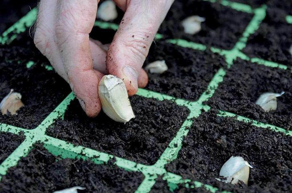 Можно ли сеять базилик под зиму и как правильно проводить посадку
