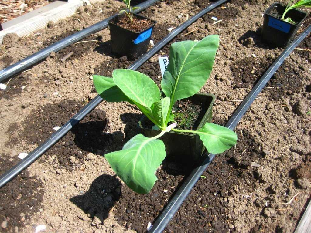 Выращивание рассады декоративной капусты: посев, уход, пикировка