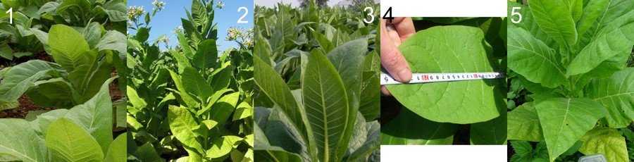 Табак вирджиния 202: выращивание в домашних условиях