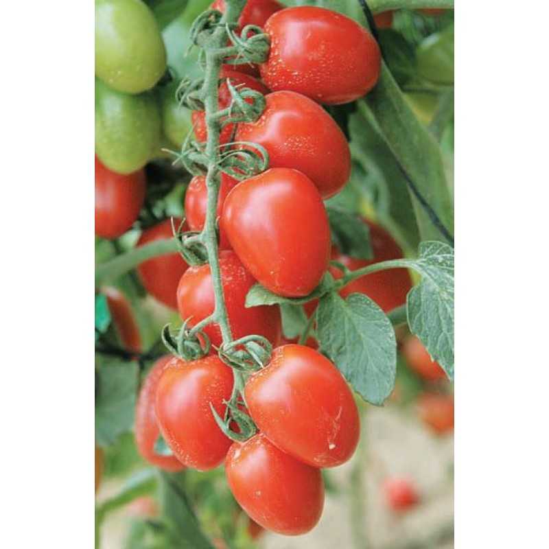 Томат «краснобай»: универсального назначения. отзывы садоводов фото. урожайность культуры – все о томатах. выращивание томатов. сорта и рассада.