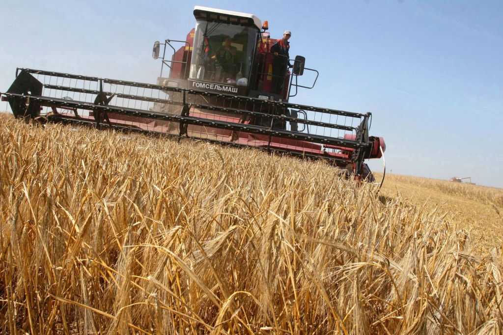 Технология выращивания озимой пшеницы: когда и как сеять