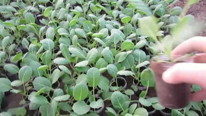 Секреты выращивания капусты брокколи в средней полосе