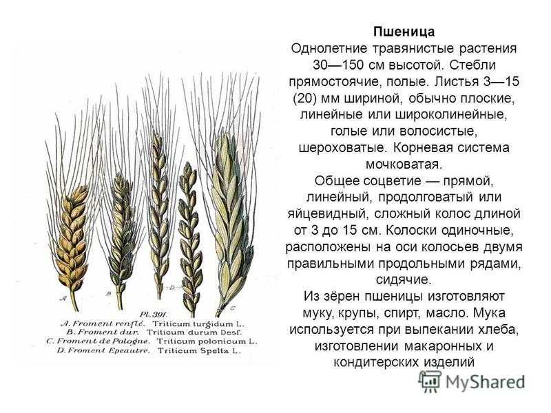 Характеристика и сорта твердой пшеницы, особенности выращивания дурума