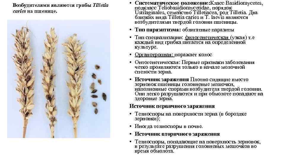 Описание диких сортов пшеницы. отличия полбы от спельты