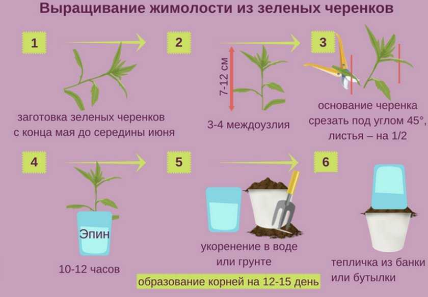 Жимолость морена (русалочка): описание сорта, фото, отзывы, посадка и уход