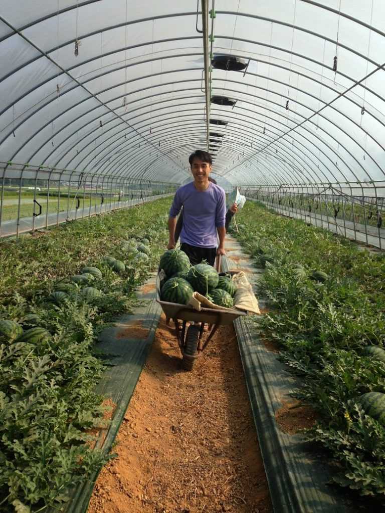 Выращивание арбузов в сибири: особенности посадки и ухода в открытом грунте, лучшие сорта для посадки