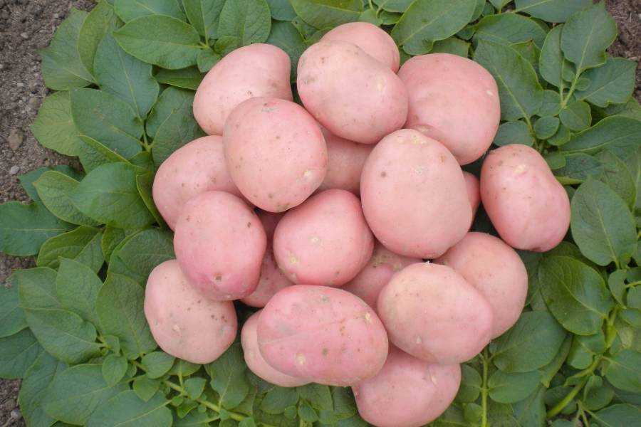Картофель аврора: как вырастить хороший урожай среднеспелой картошки