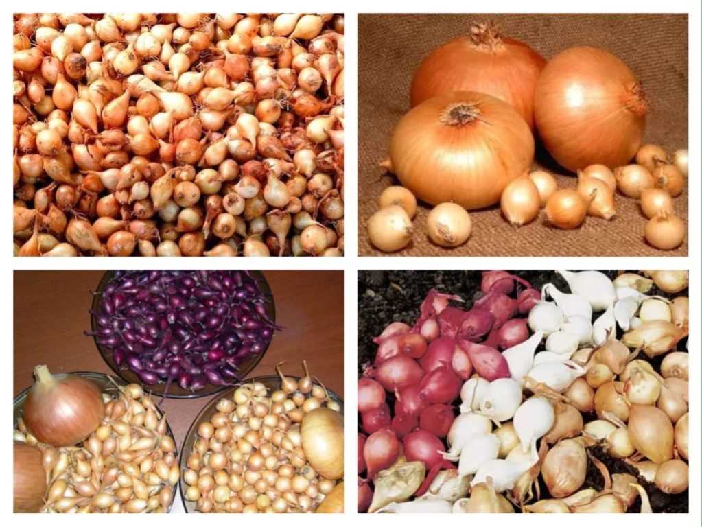 Крымский лук или ялтинский: как выращивать красный из семян в средней полосе, как вырастить белый в подмосковье, сладкий