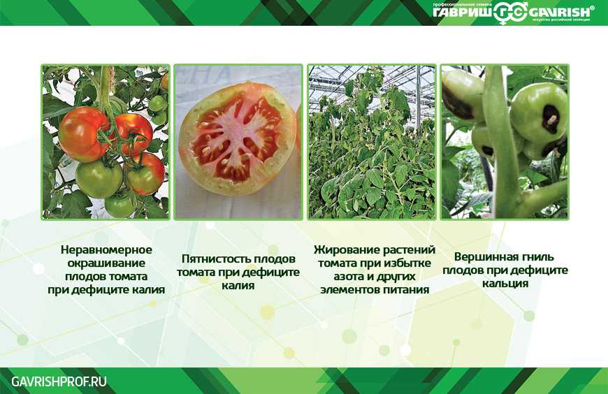 Признаки нехватки элементов питания у томатов фото