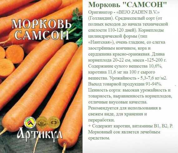 Морковь амстердамская: характеристика и описание, урожайность сорта, уход и выращивание, фото