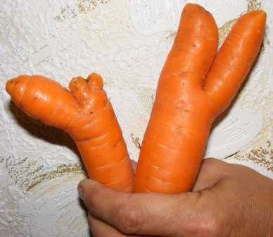 Почему морковь растет корявая и рогатая: причины, как бороться