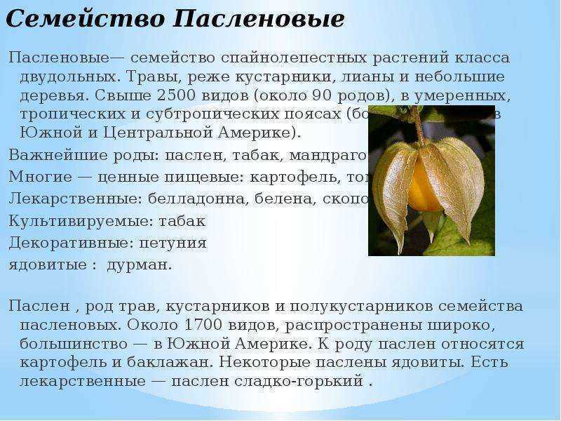Урок 6: систематика растений - 100urokov.ru
