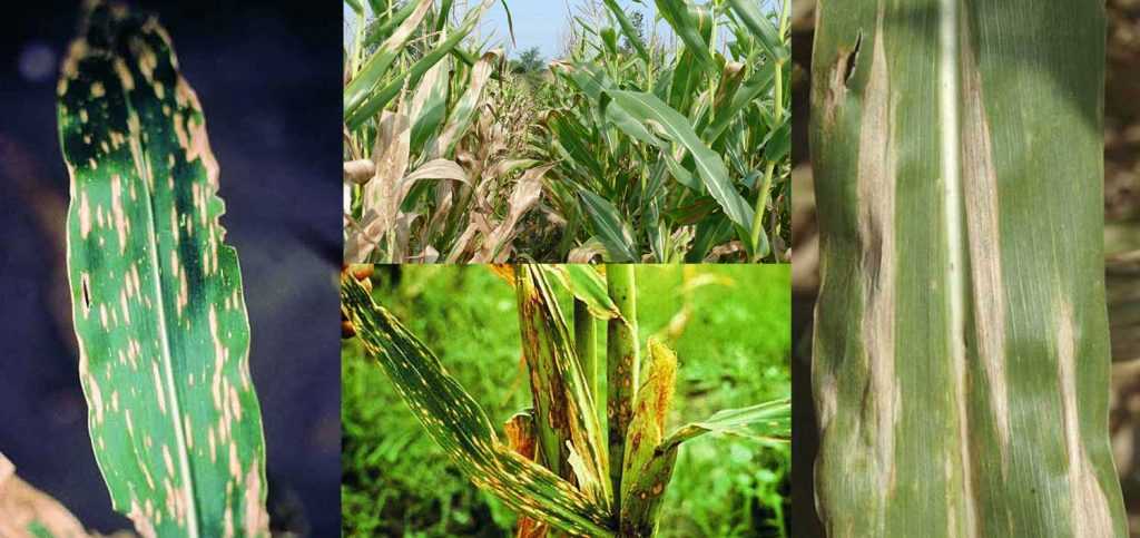 Гельминтоспориозная пятнистость листьев кукурузы | справочник по защите растений — agroxxi