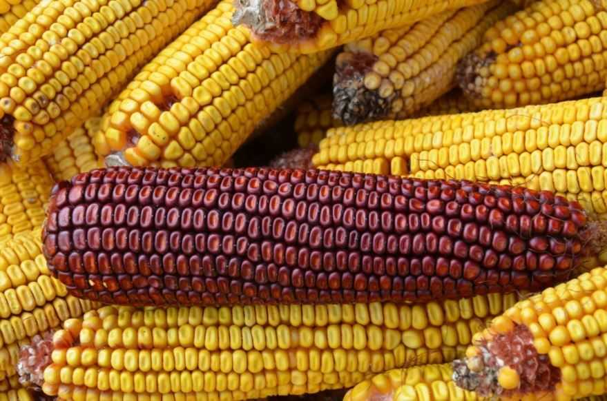 Четыре причины навсегда полюбить кукурузу