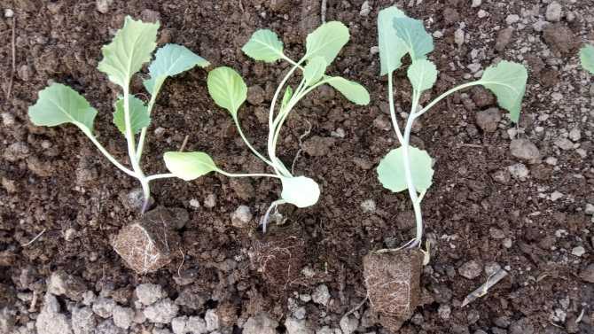 Как выращивать брюссельскую капусту в открытом грунте