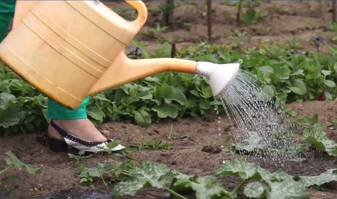 Как часто поливать арбузы: орошение в открытом грунте и в теплице