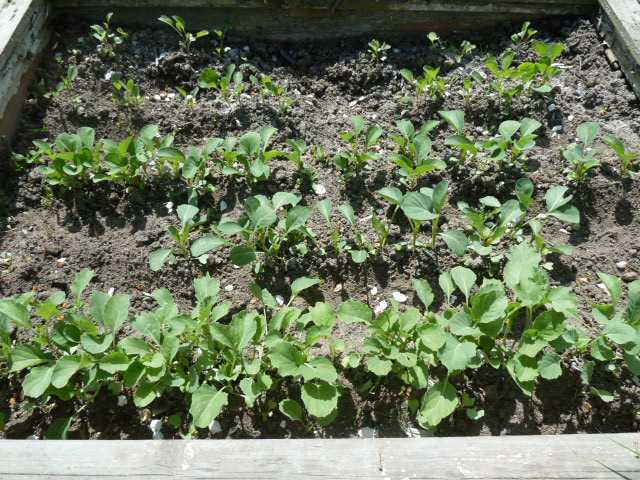 Выращивание капусты брокколи и уход за ней в открытом грунте
