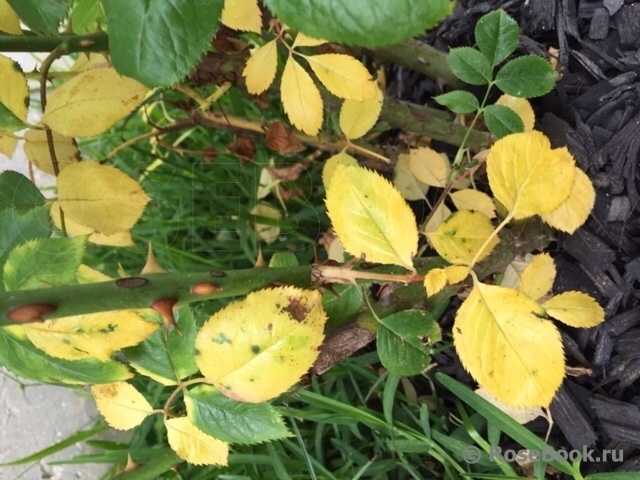 Почему у сливы желтеют и опадают листья: причины и что делать, чем обработать