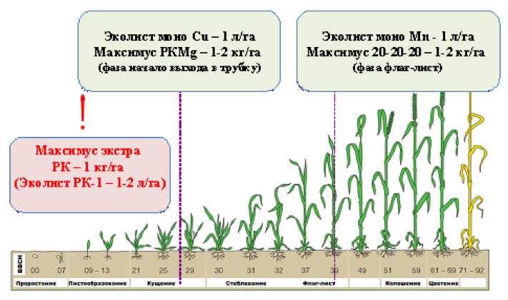 Влияние селитры на пшеницу (аммиачную): нормы удобрения при подкормке, применение при выращивании озимой, яровой культуры, надо ли кормить осенью, весной, летом