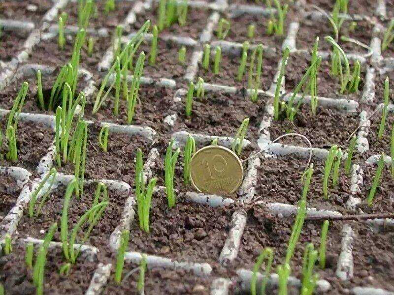 Выращивание лука эксибишен через рассаду в сибири: сроки посева, и когда сажать, как вырастить из семян и правильно ухаживать?