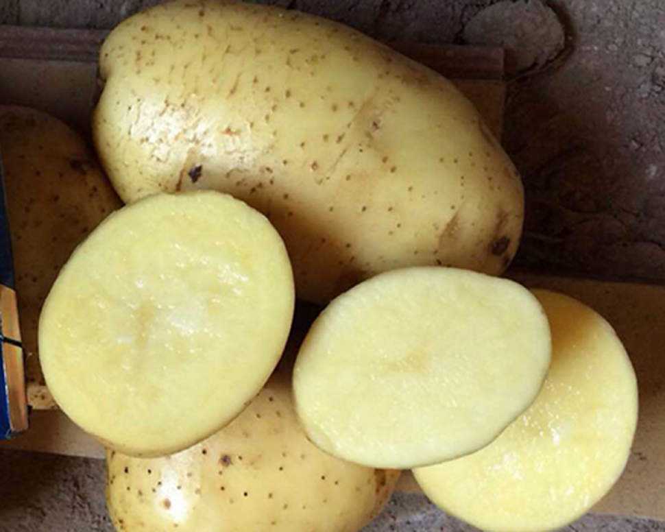 Сорт картофеля бриз: подробное описание и характеристика, особенности выращивания, советы по посеву, уходу и сбору урожая, а также фото
