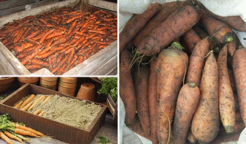 Хотите всю зиму иметь в запасе вкусную морковь — лучшие сорта и способы их хранения. как правильно обрезать овощ?