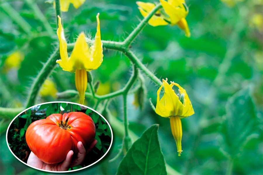 Почему помидоры сбрасывают цветы и завязи
