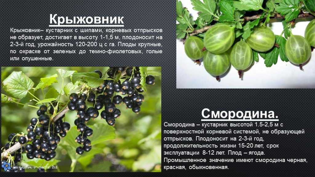 Неприхотливый в уходе сорт крыжовника «яровой» — идеален для самых вкусных заготовок