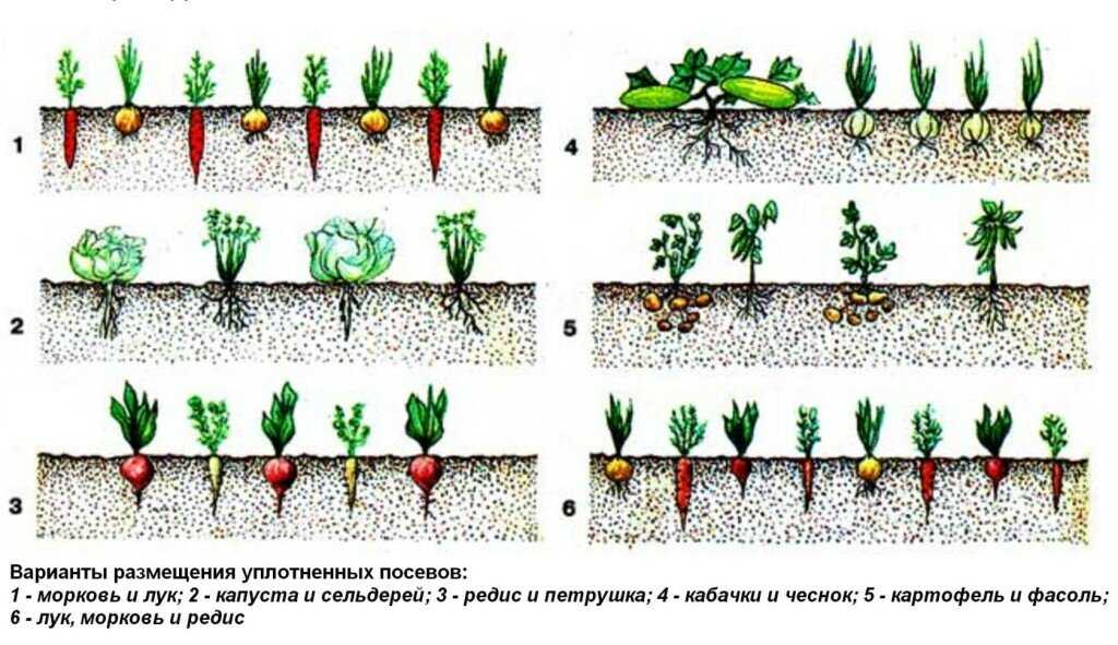 Правильная посадка гороха весной в открытый грунт семенами и рассадой: выращивание и уход