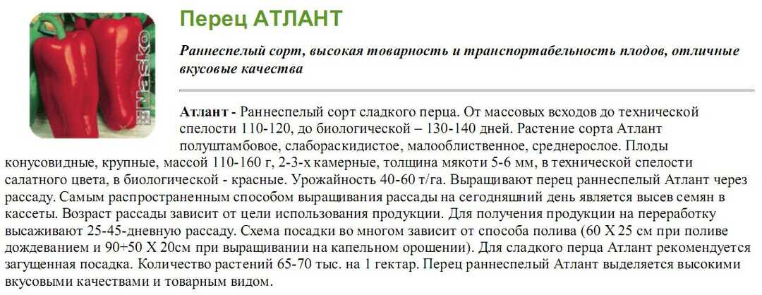 Сочный и душистый сорт перца «сибирский князь»: обзор, инструкция по выращиванию, плюсы и минусы