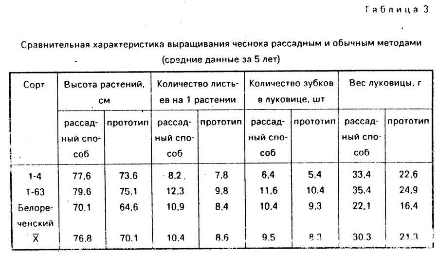 Урожайность чеснока в россии с одной сотки и гектара
