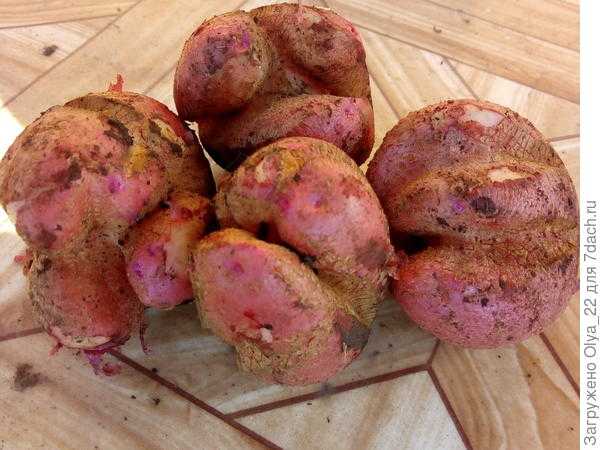 Уродливый картофель: причины и профилактика такого урожая: новости, картофель, урожай, советы, сад и огород