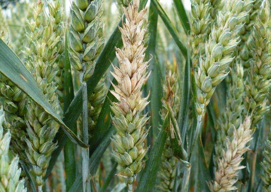 Фузариоз – опаснейшее заболевание зерновых и кормовых культур — agroxxi